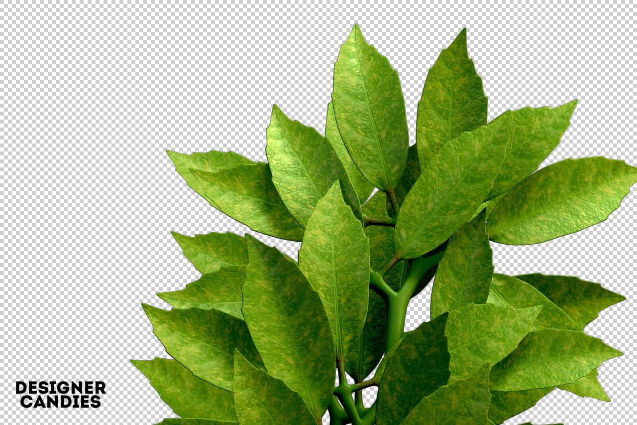 Foliage Renders