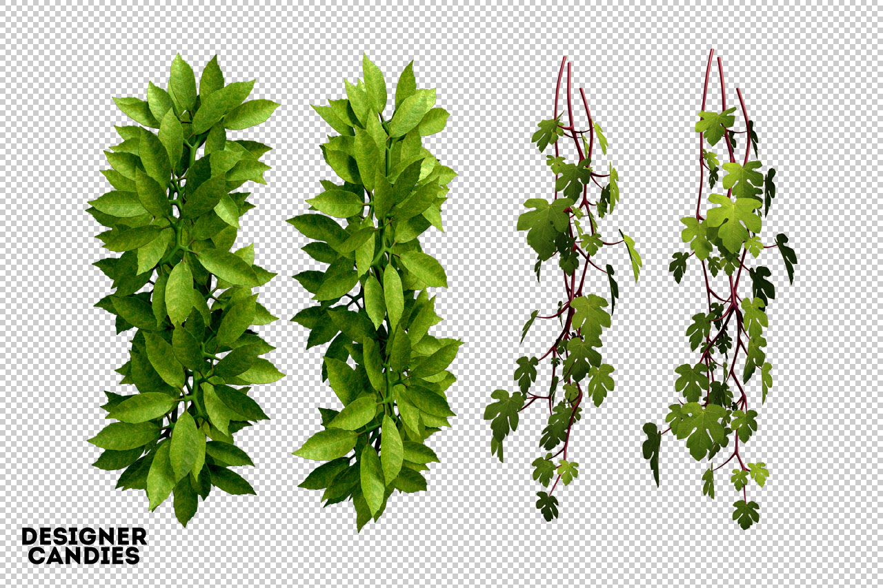 Leaf Renders