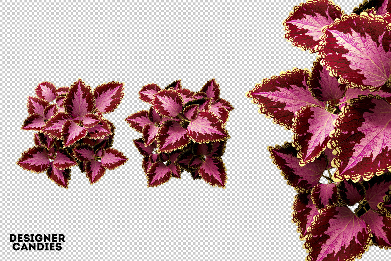 Free PNG Flower Renders