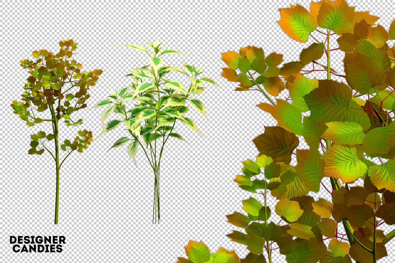 Tree PNG Renders