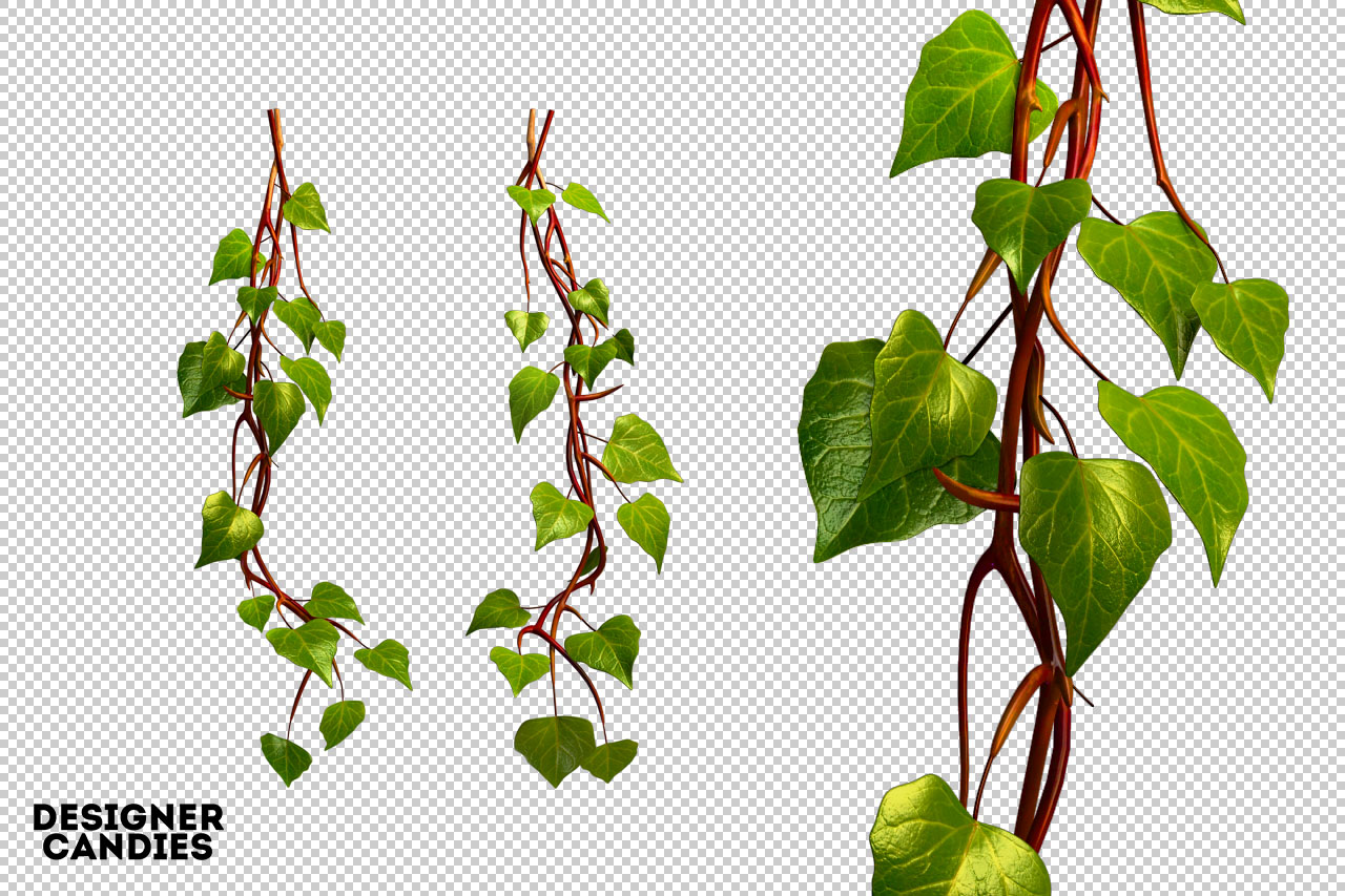 Ivy PNG Renders