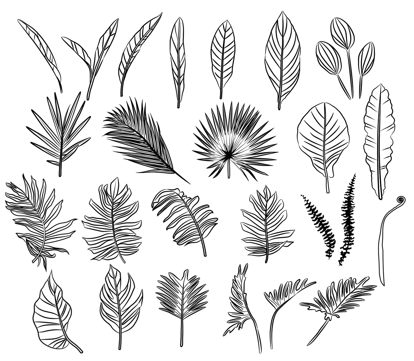 Leaf Outline Leaves Vector