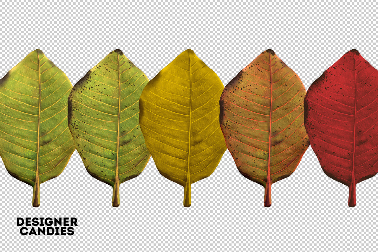 Autumn/Fall Leaf Preview