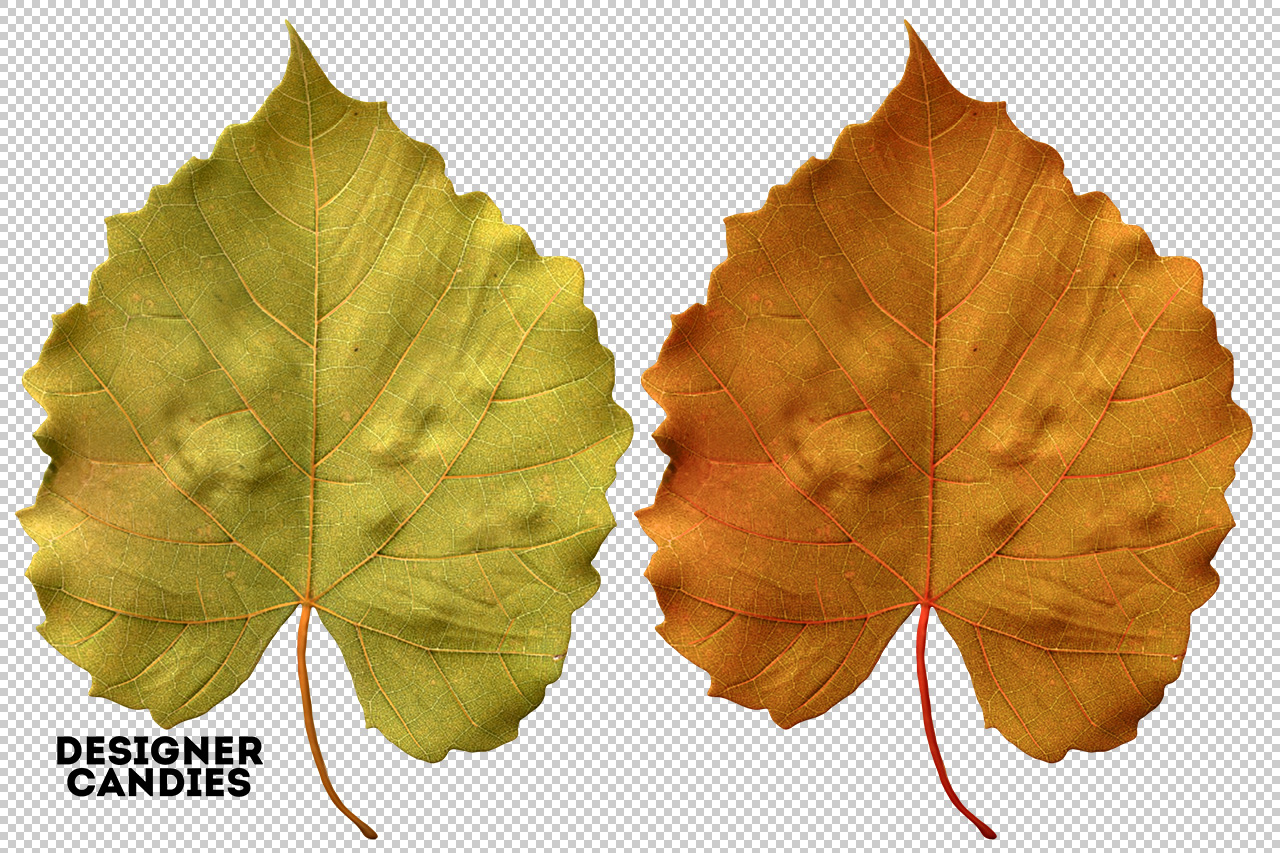 Autumn/Fall Leaf Preview