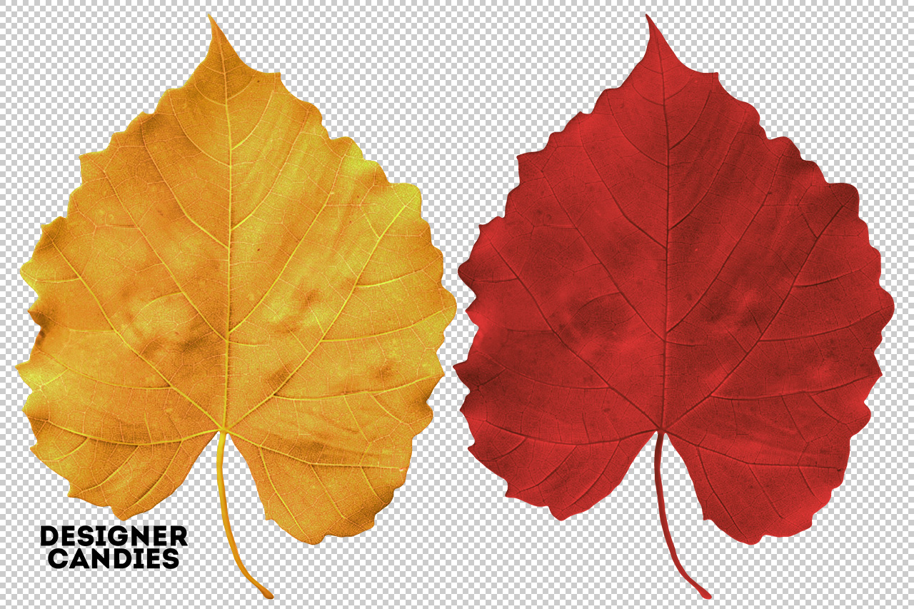 Autumn/Fall Leaf Preview