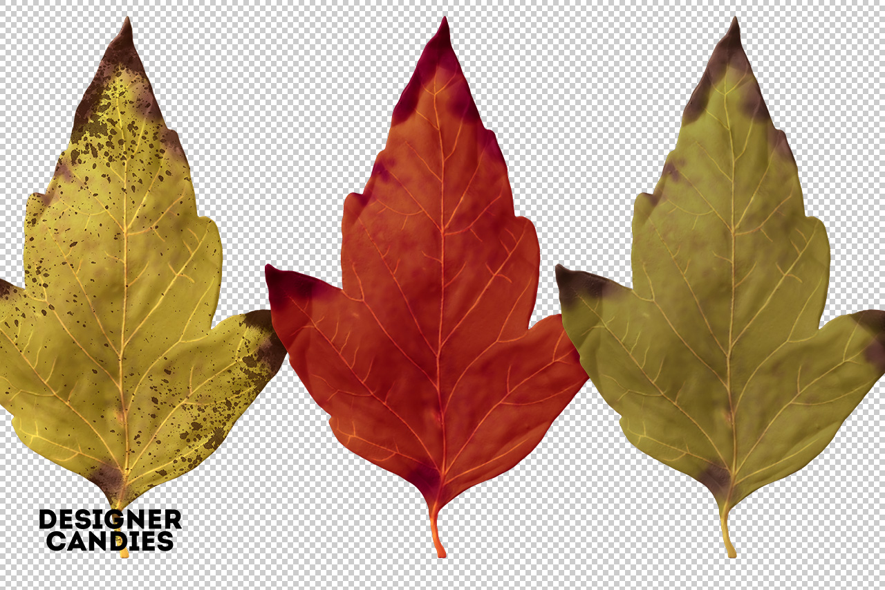 Autumn/Fall Leaf Preview