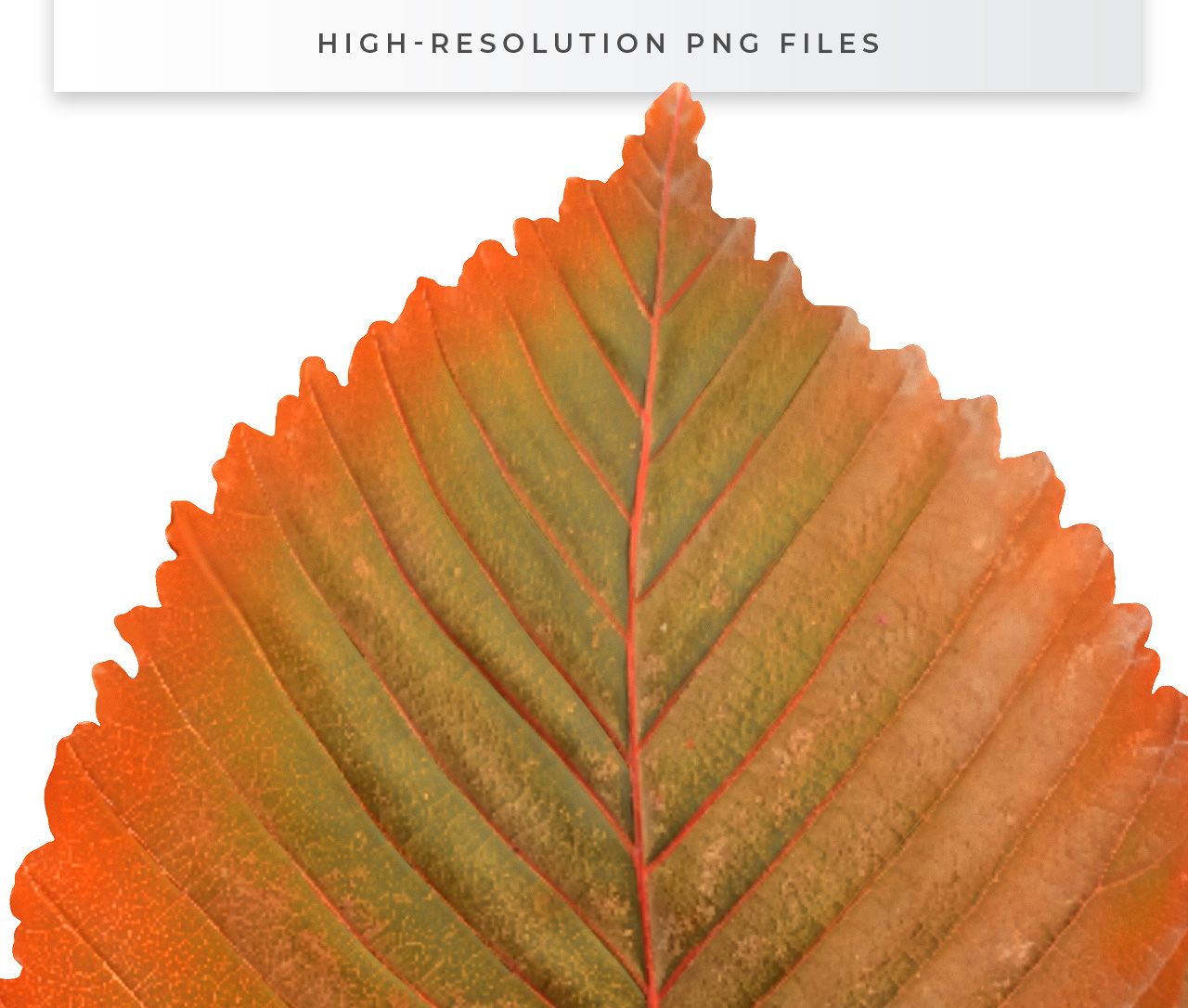 High Resolution Autumn/Fall Leaves
