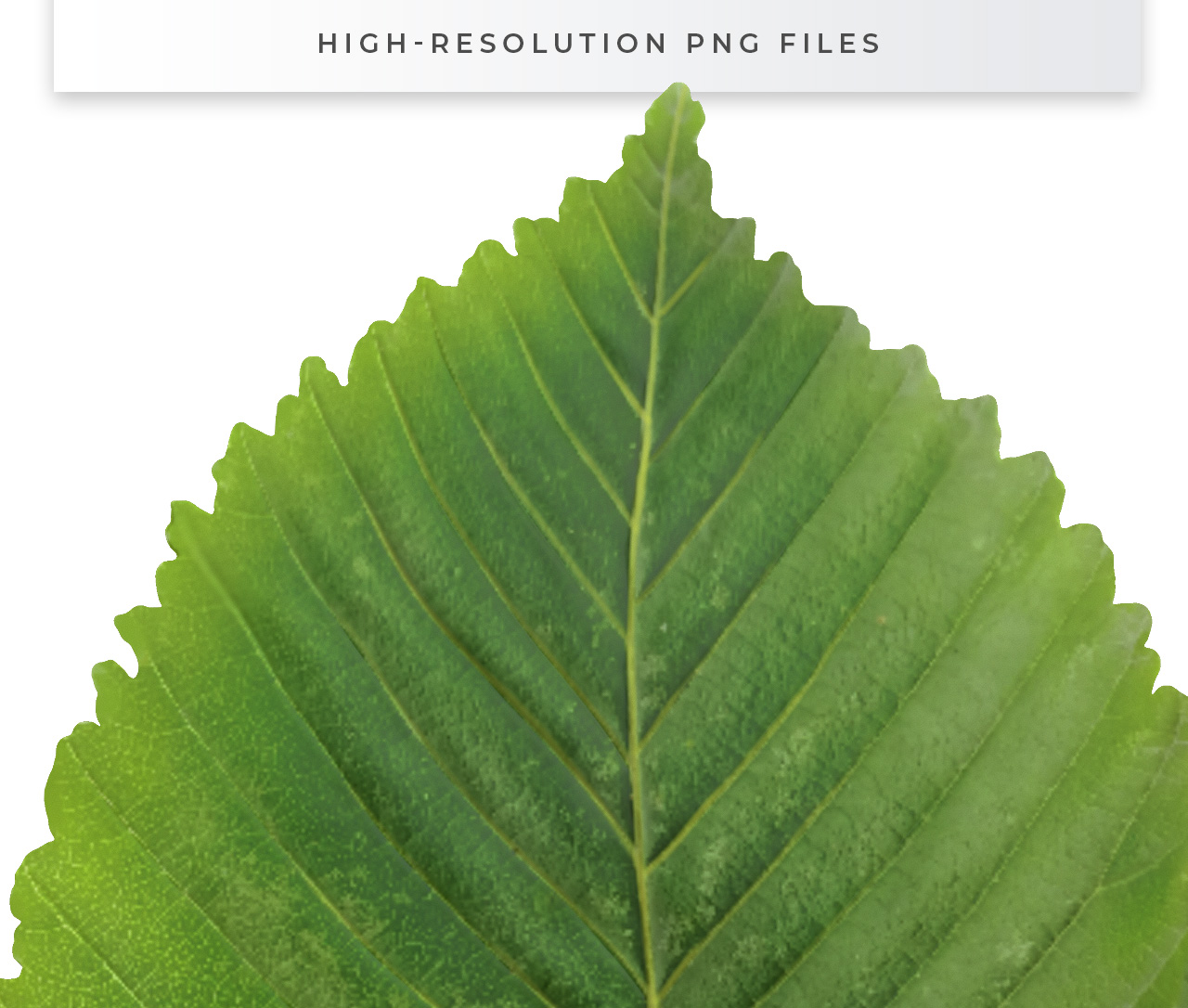 High Resolution Leaf Cutout PNG