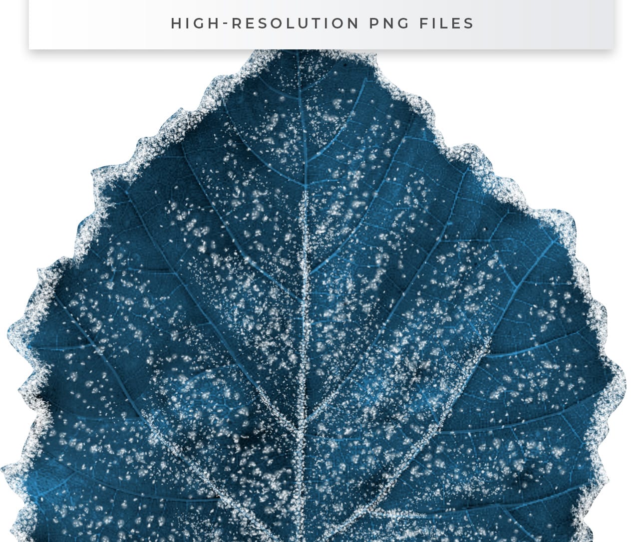 Icy Winter Leaves in PNG format