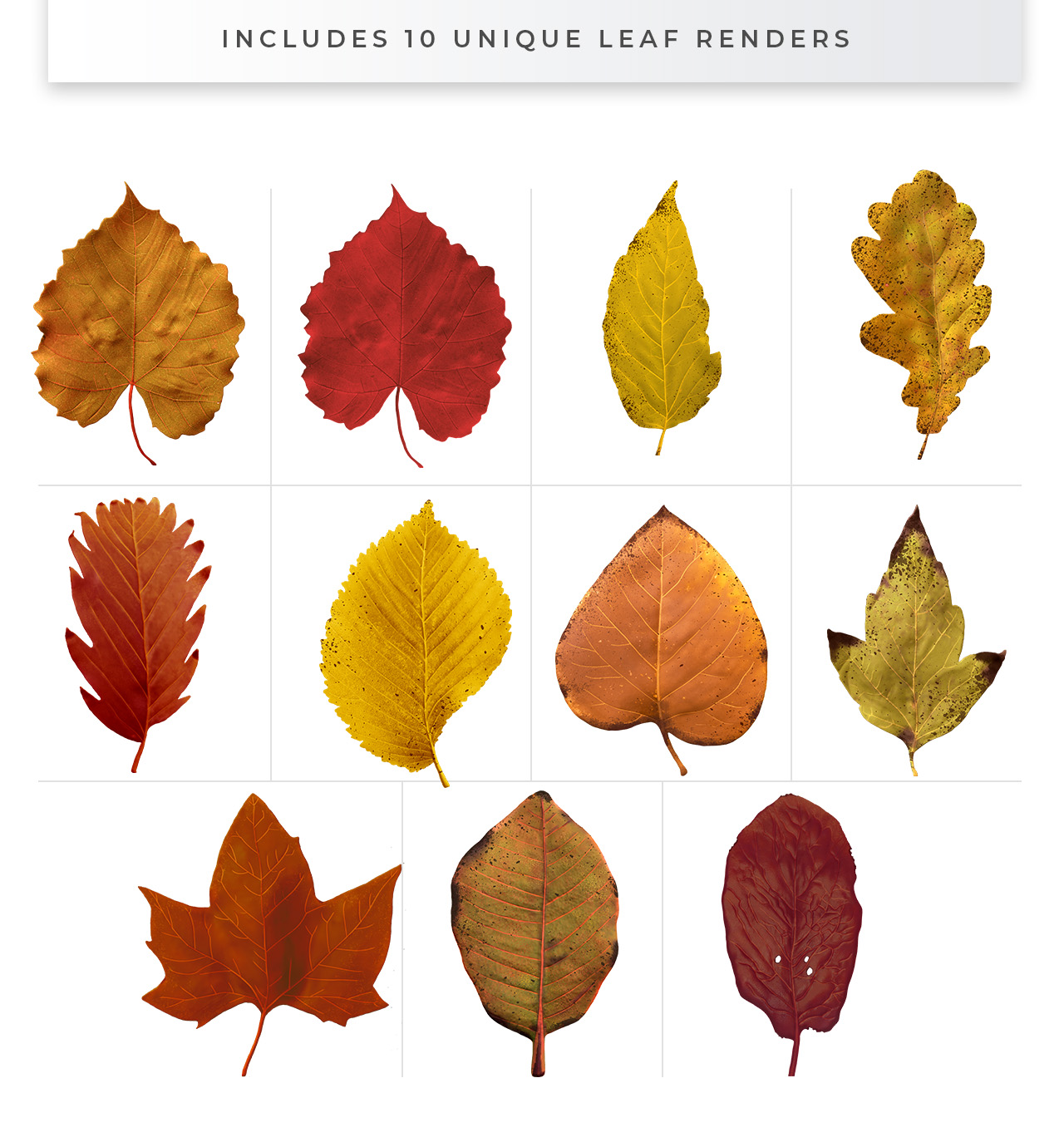 Isolated Autumn/Fall Leaves in PNG