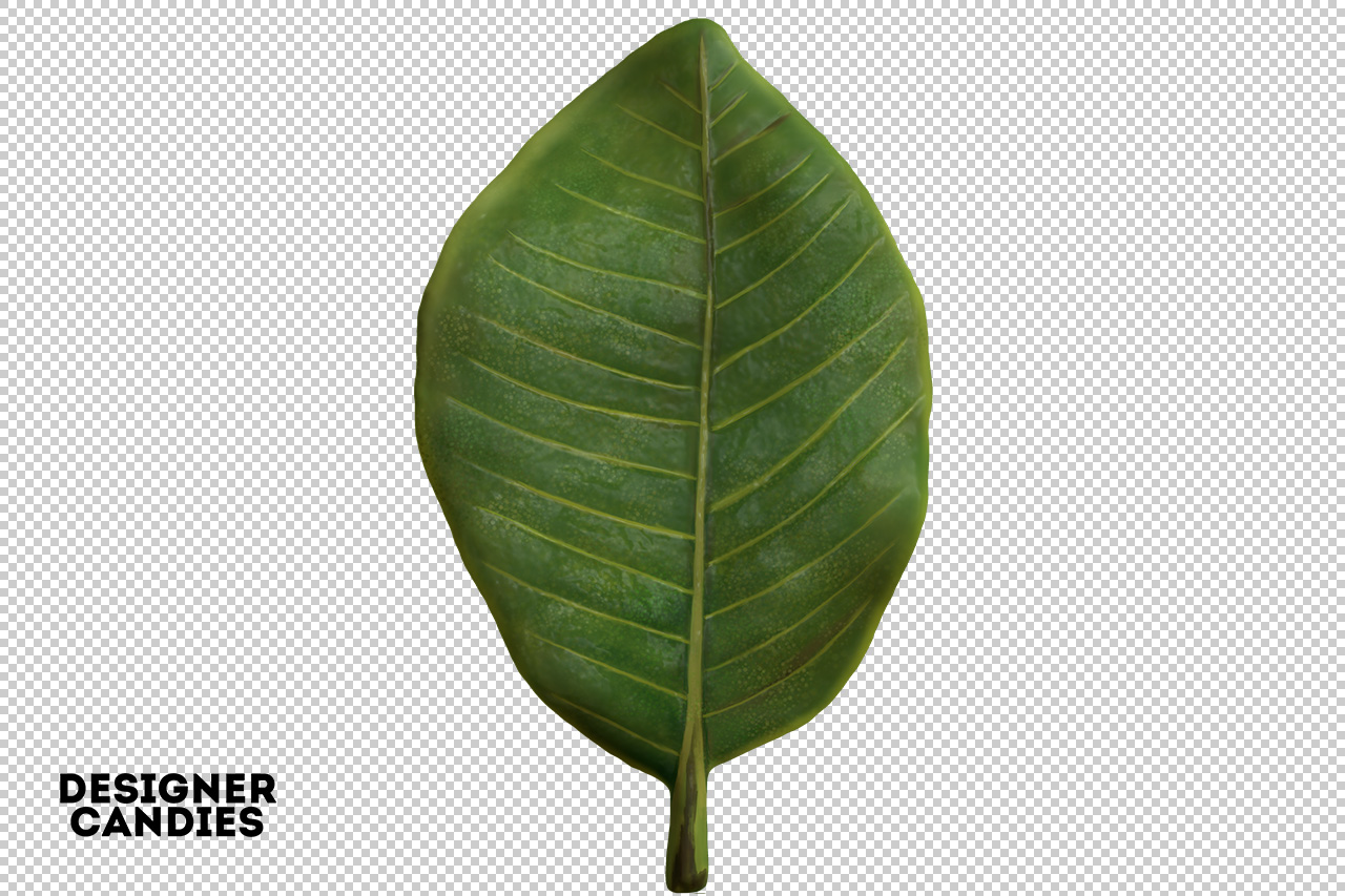 Isolated PNG Leaf