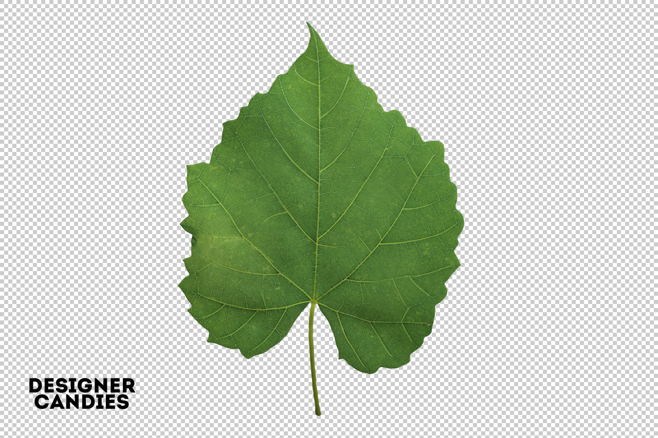 Isolated PNG Leaf