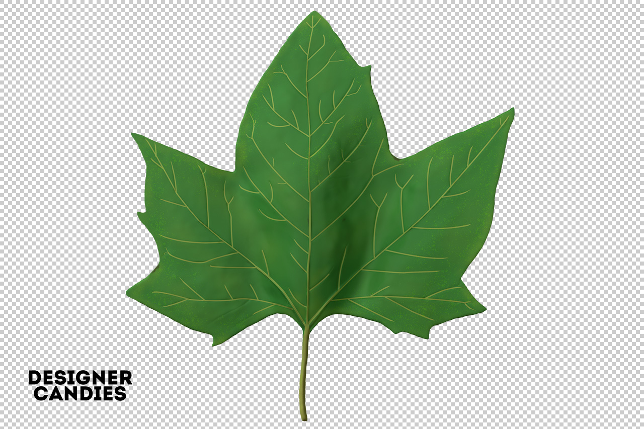 Isolated PNG Leaf