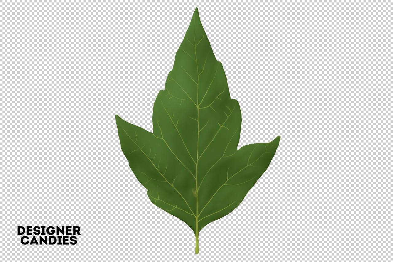 Isolated PNG Leaf
