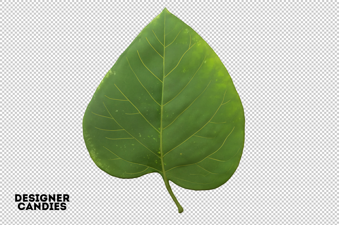 Isolated PNG Leaf