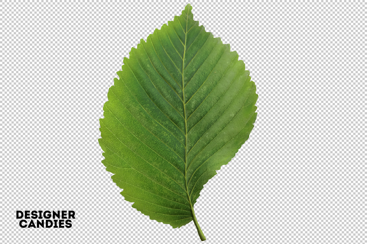 Isolated PNG Leaf