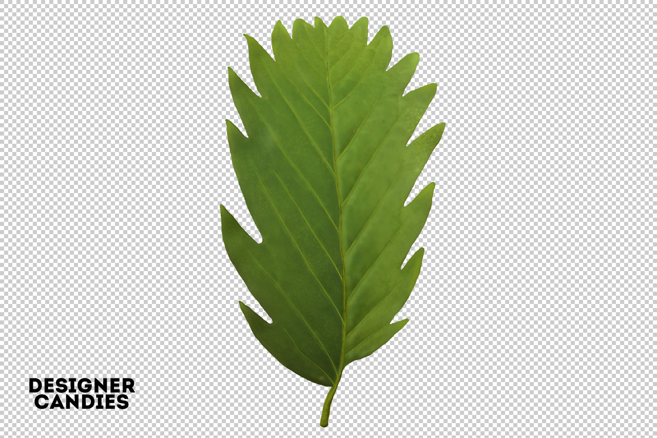 Isolated PNG Leaf