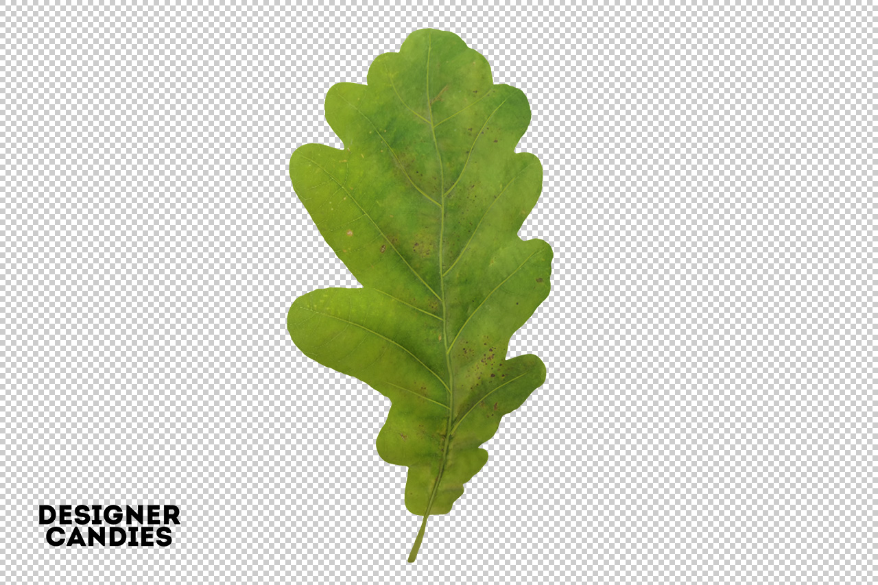 Isolated PNG Leaf