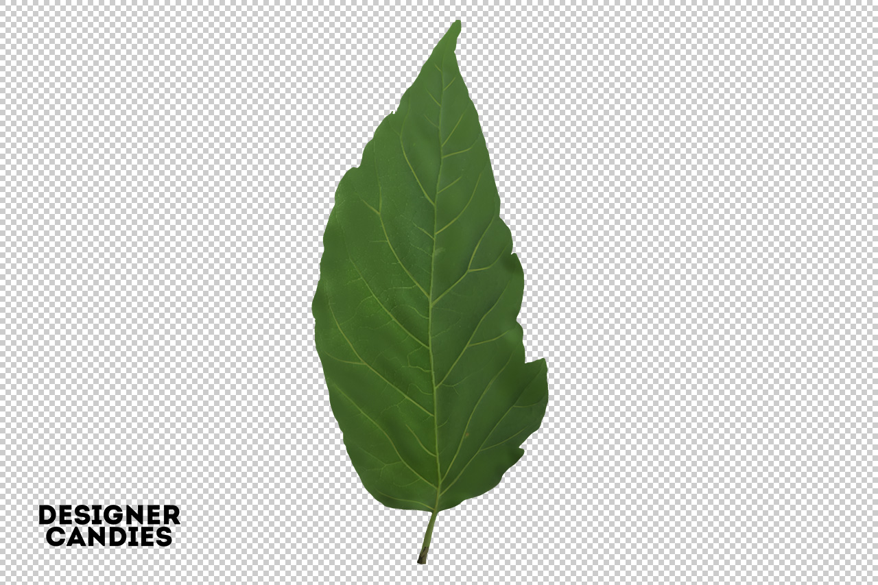 Isolated PNG Leaf