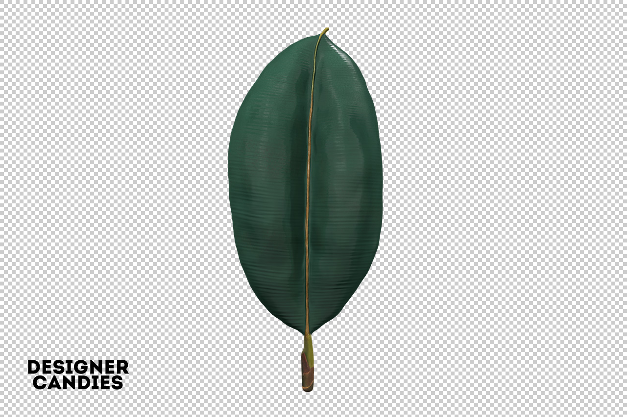 Isolated PNG Leaf