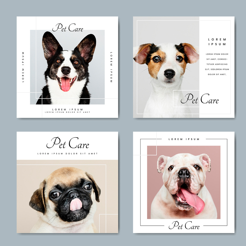 Social Media Post Layouts with Animal Photo Placeholders (AI Format)