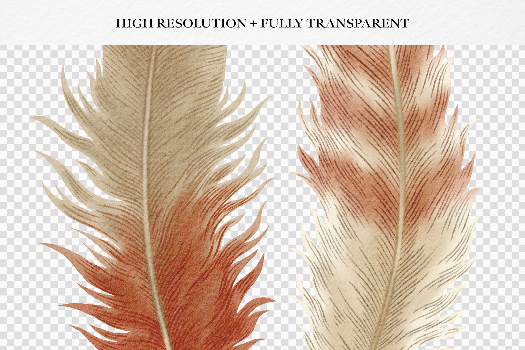 Feathers Watercolor Clipart (PSD, PNG, PAT Format)