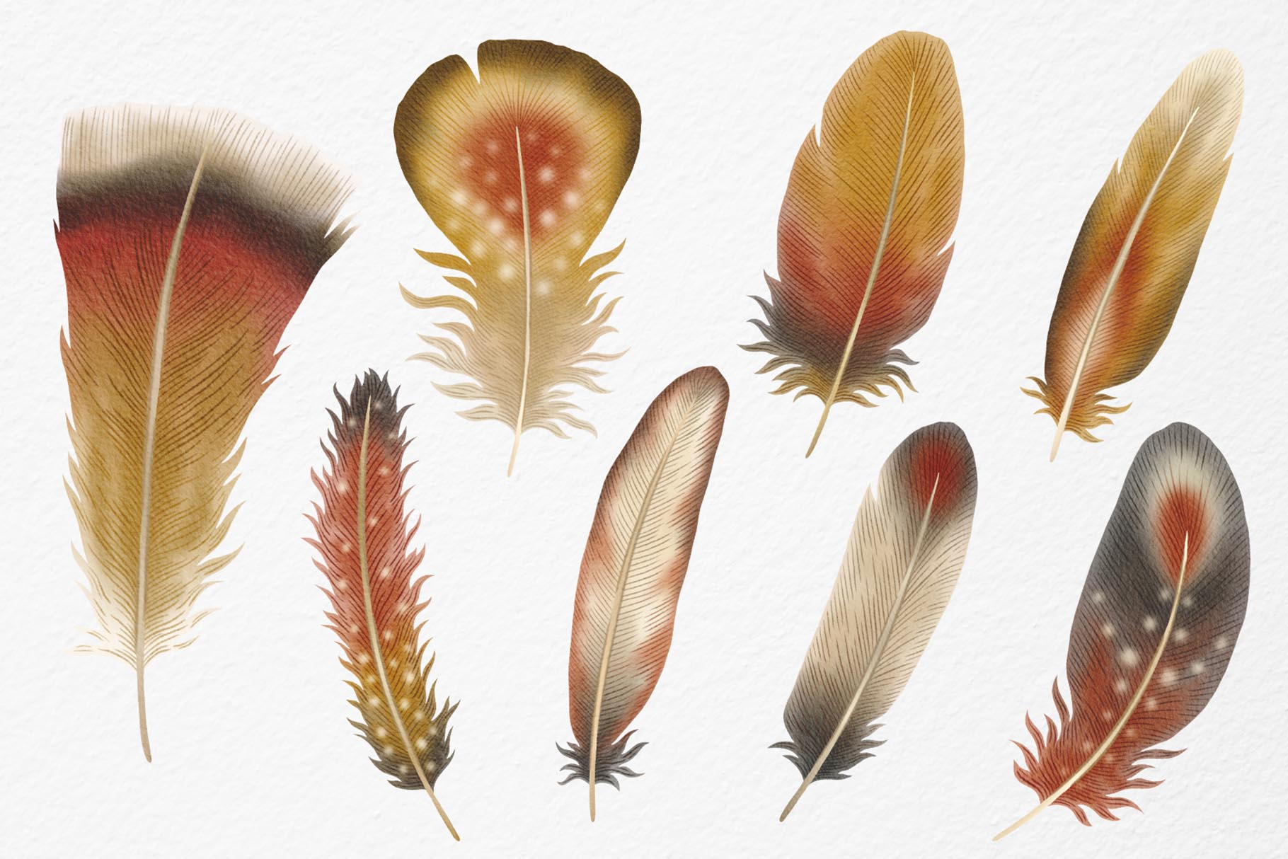 Feathers Watercolor Clipart (PSD, PNG, PAT Format)