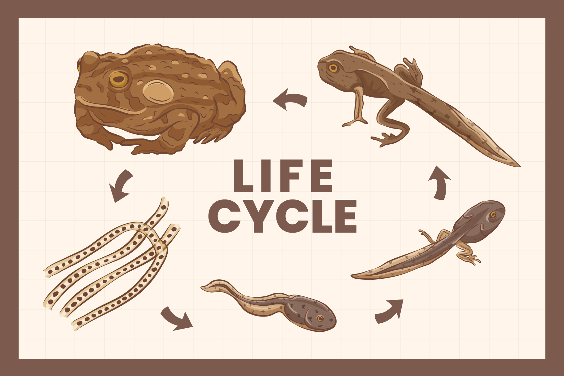 Toad Illustrations (AI, PNG Format)